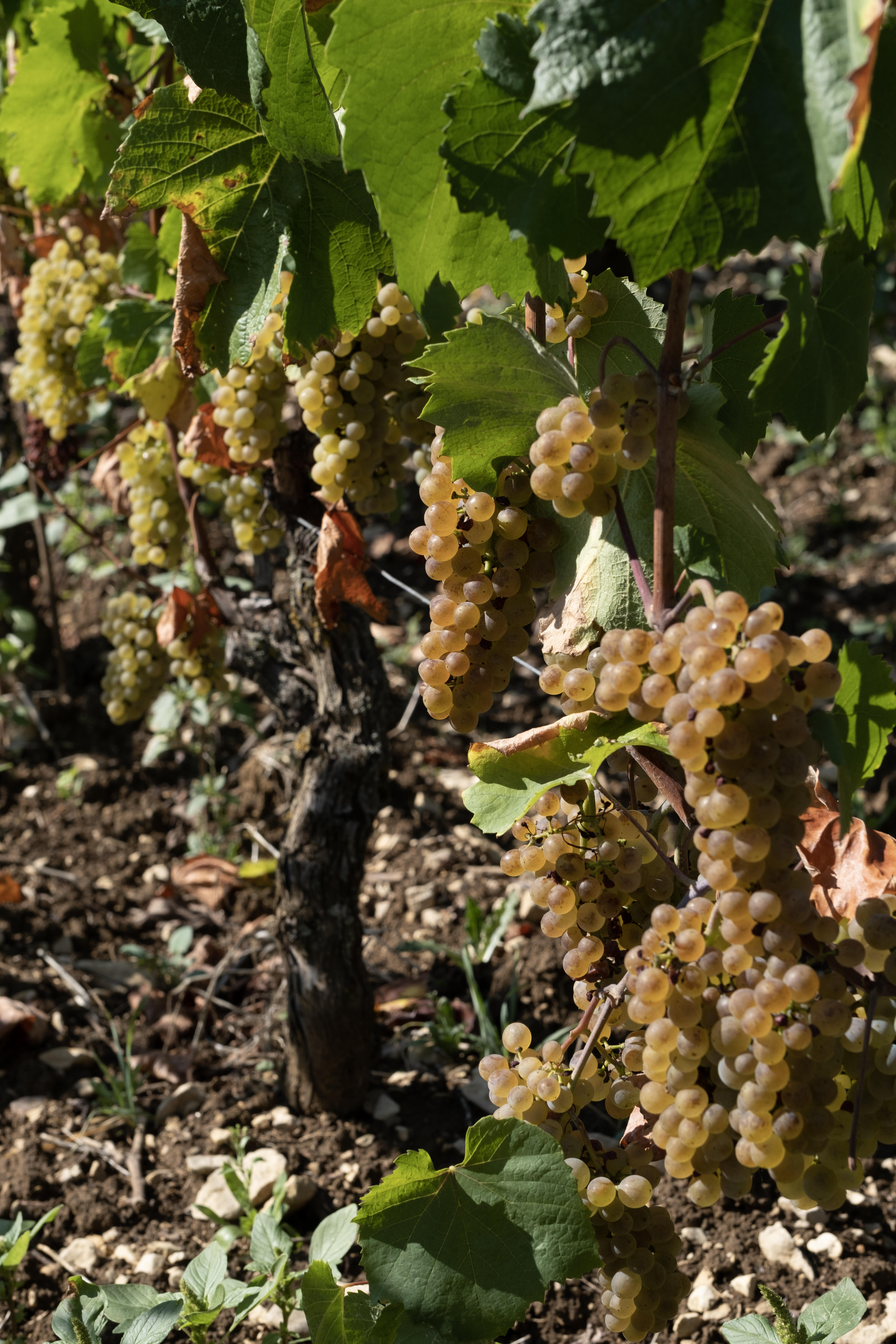 Aligoté grapes hanging in a vineyard