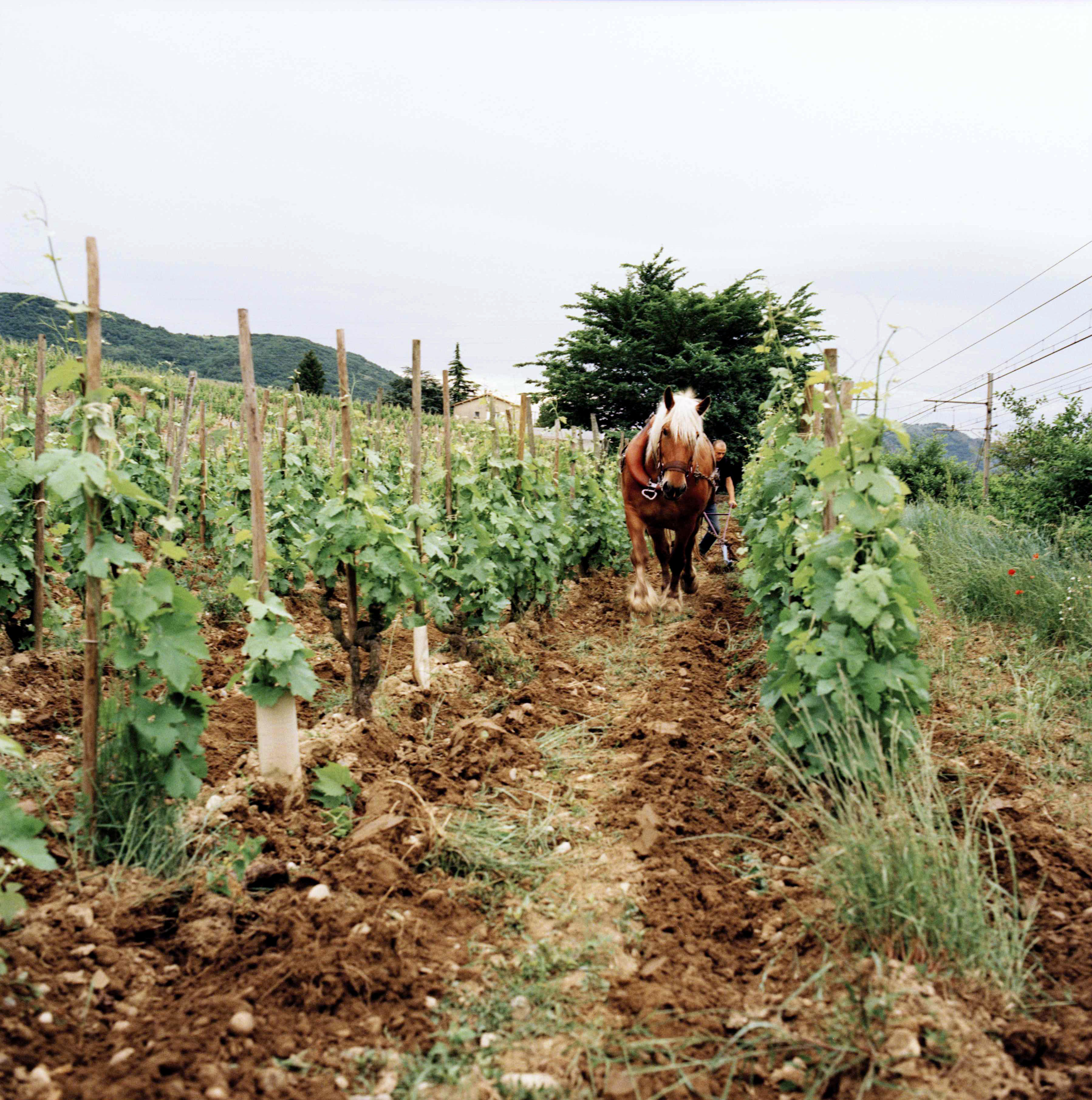 Bordeaux-2015_France-Harvest_Jason-Lowe_80