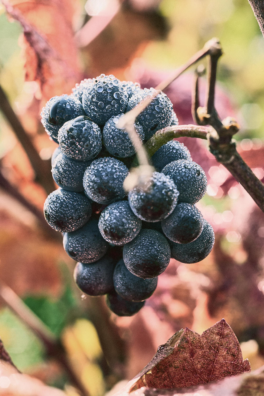 Burgundy-2017-Digital_Jason-Lowe_182