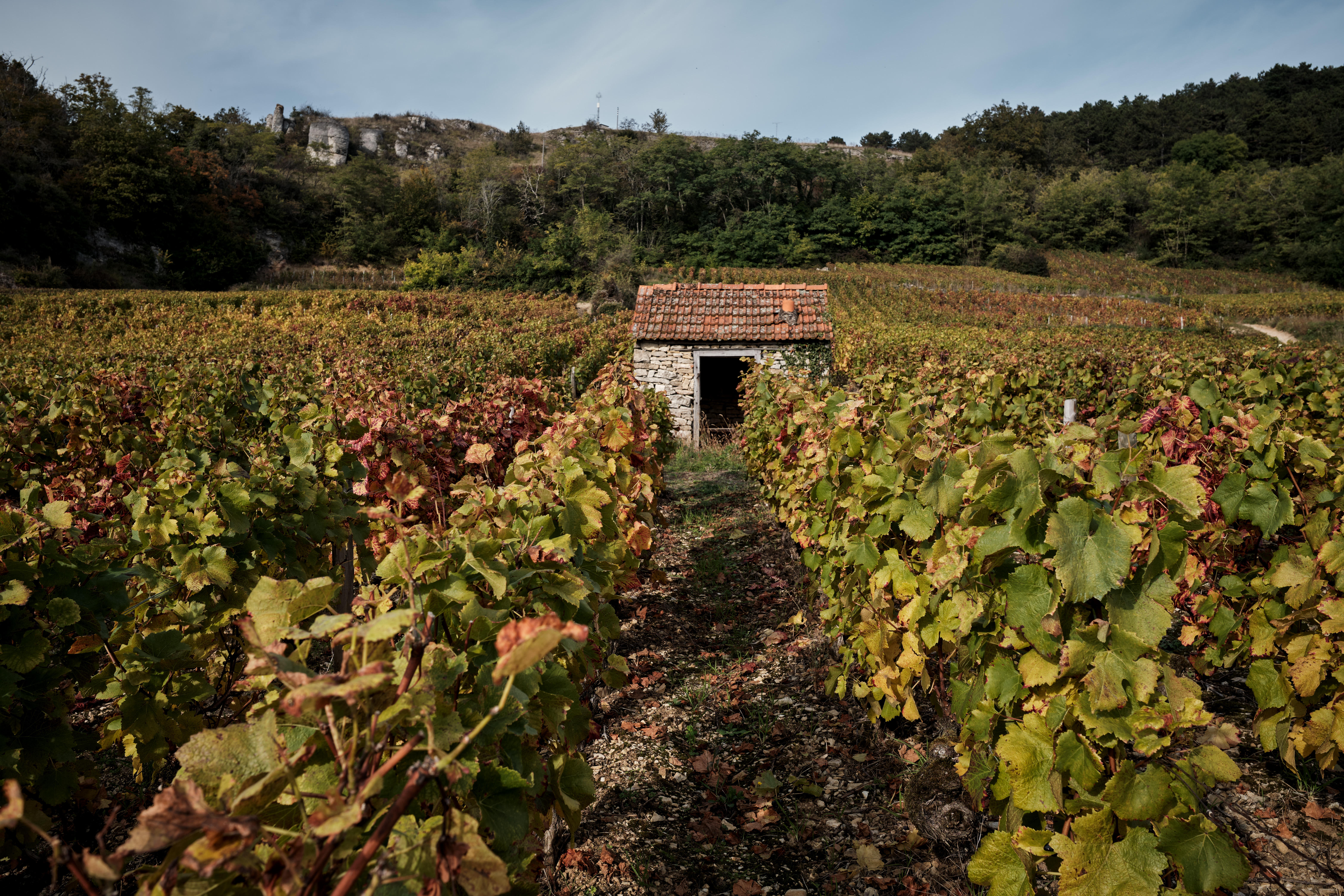 Camille-Grioud_80-year-old-vines-13_Dezize-les-Maranges_nr-Santenay_Burgundy-2021_Jason-Lowe