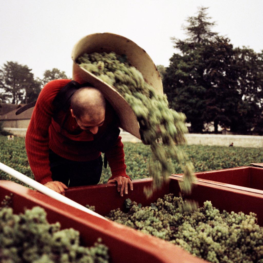 Chardonnay-Burgundy-1024x1024