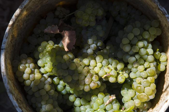 Chile-2015-low-res_Jason-Lowe_19