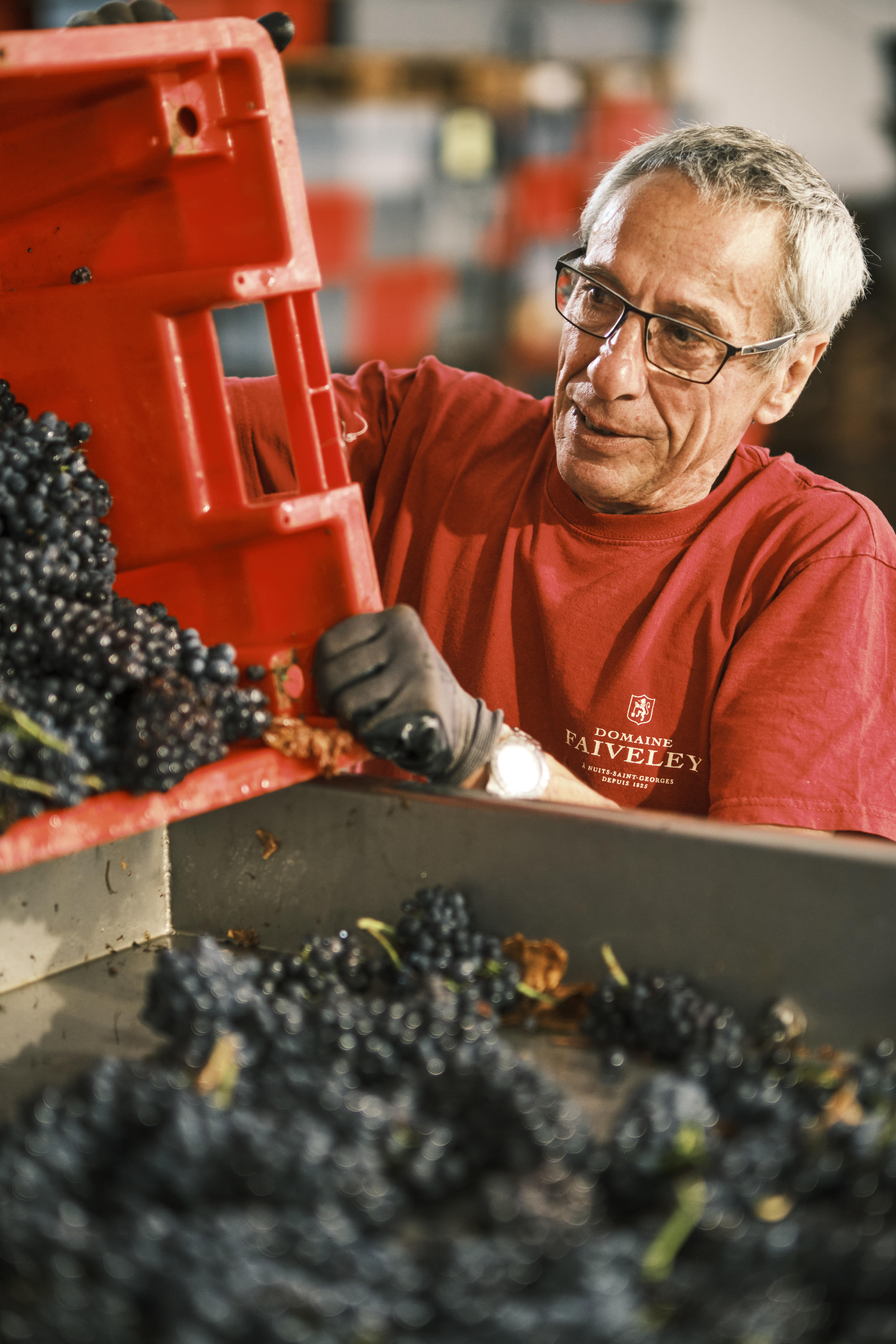 Domaine-Faiveley_harvest-sorting-table_Nuits-St-Georges33_Burgundy-2023_Jason-Lowe