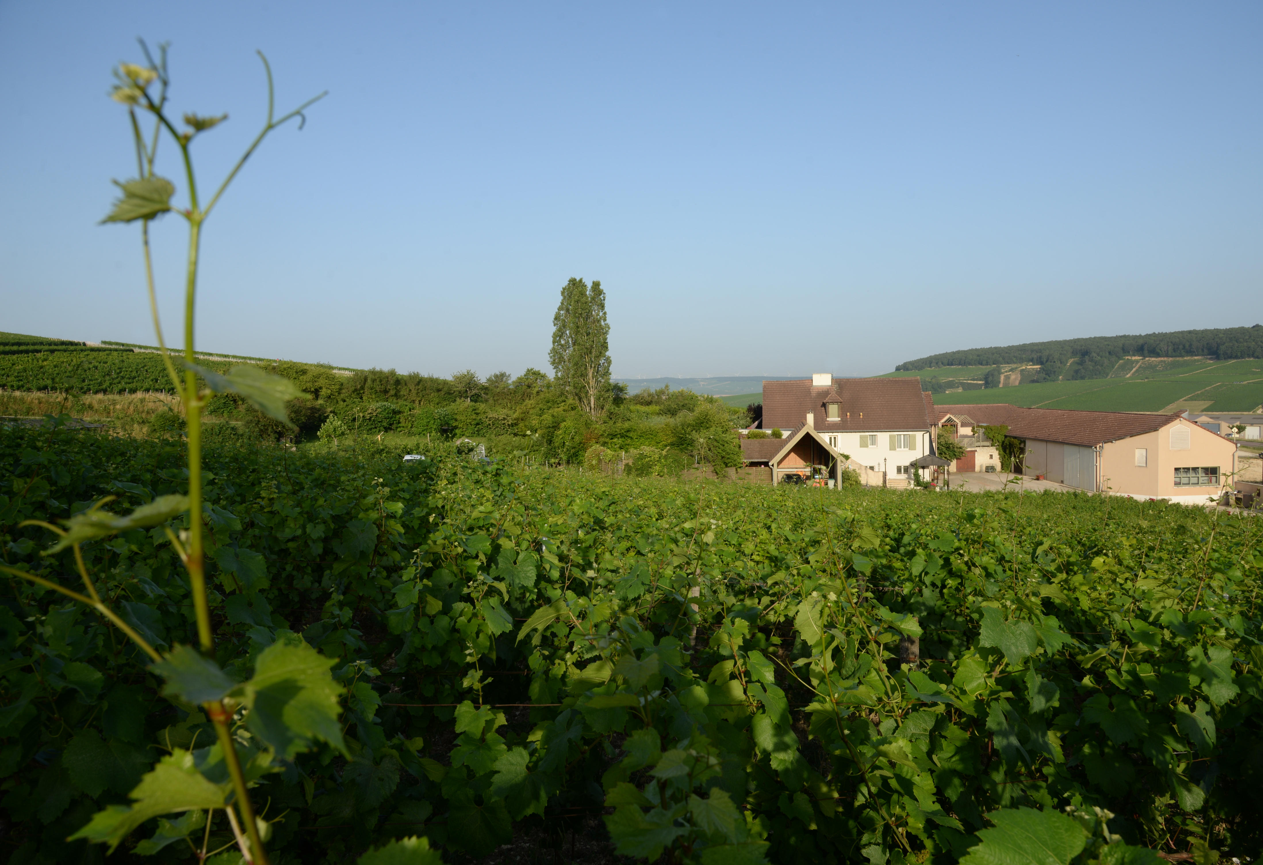 Domaine-Grossot-Vines-building