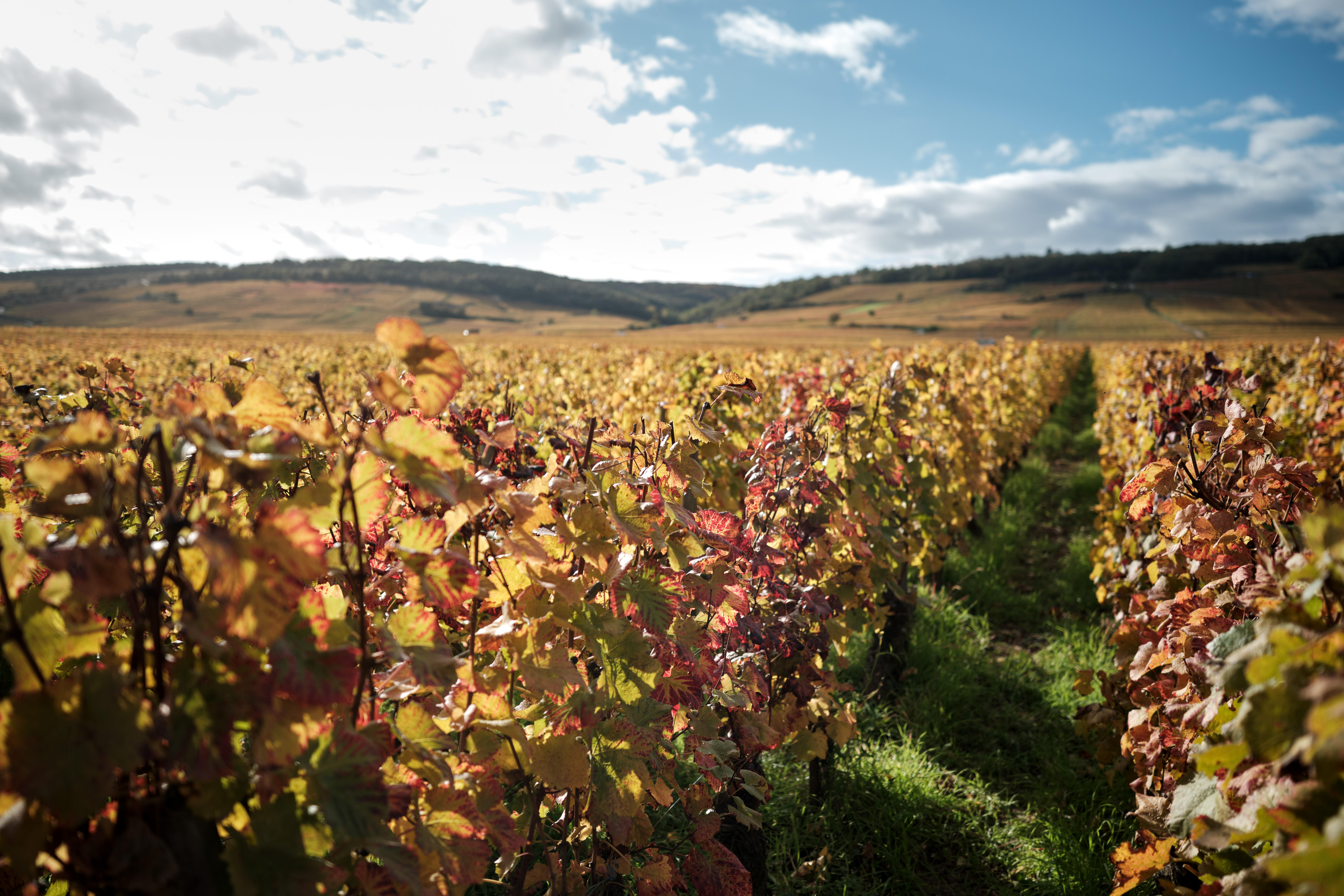 Domaine-Jean-Grivot_Clos-Vougeot_Burgundy-2021_Jason-Lowe