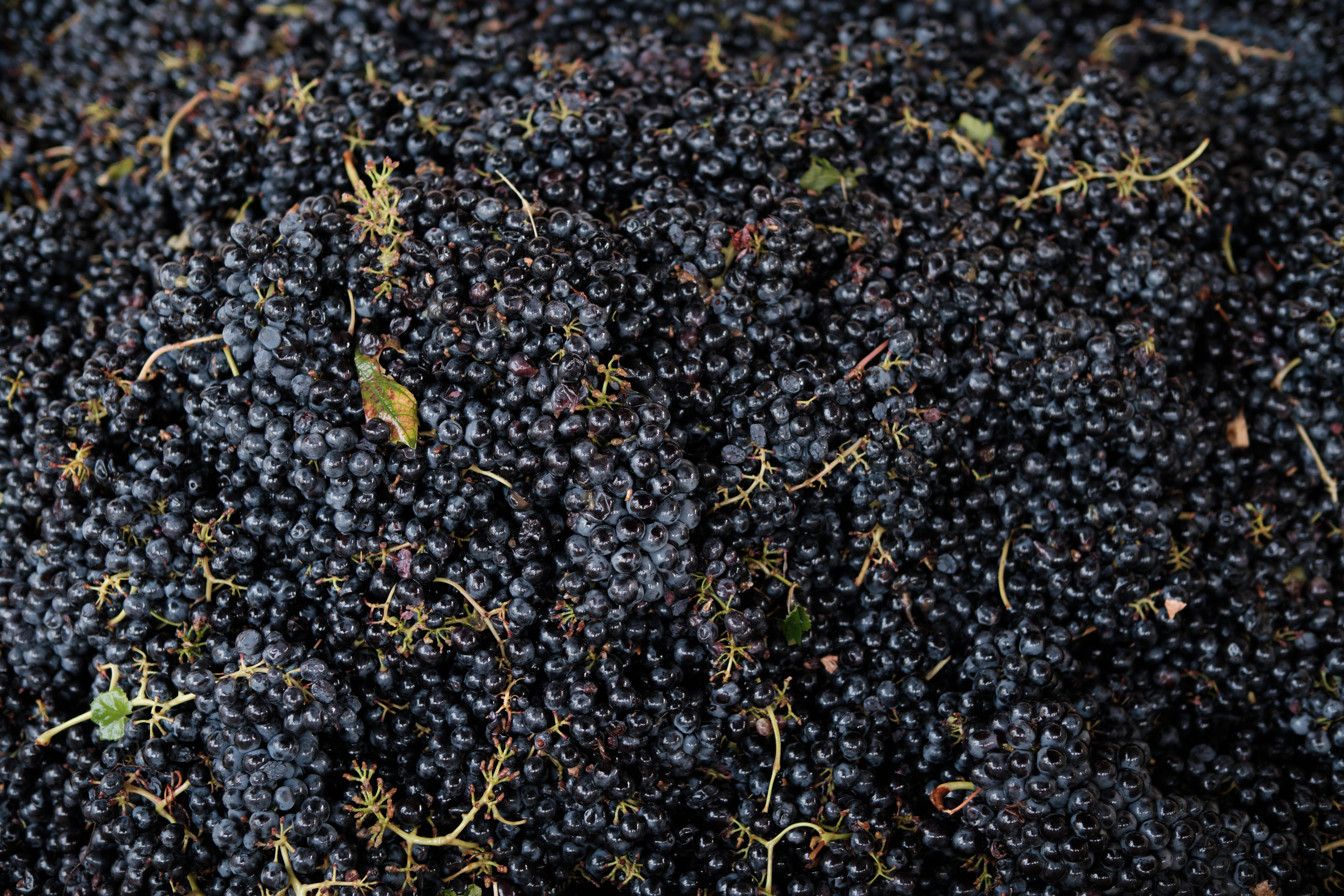 Grapes-2_Luigi-Giordano_Barbaresco_Italy-2022_Jason-Lowe