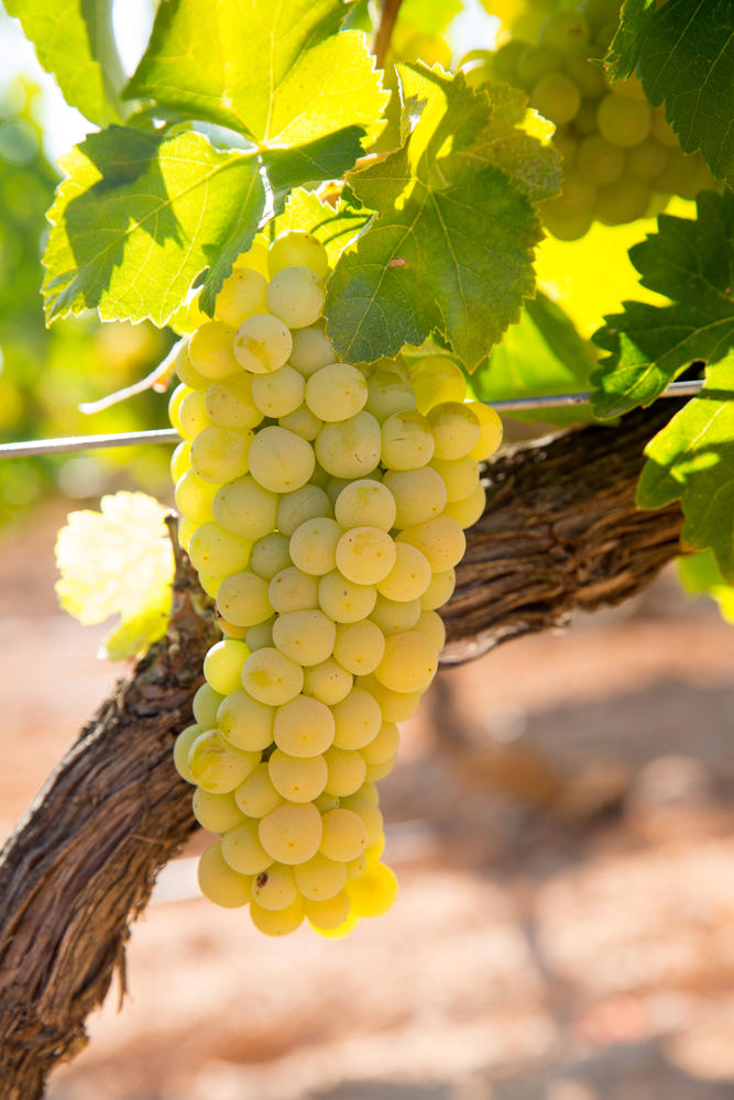 Grapes_shutterstock_chardonnay