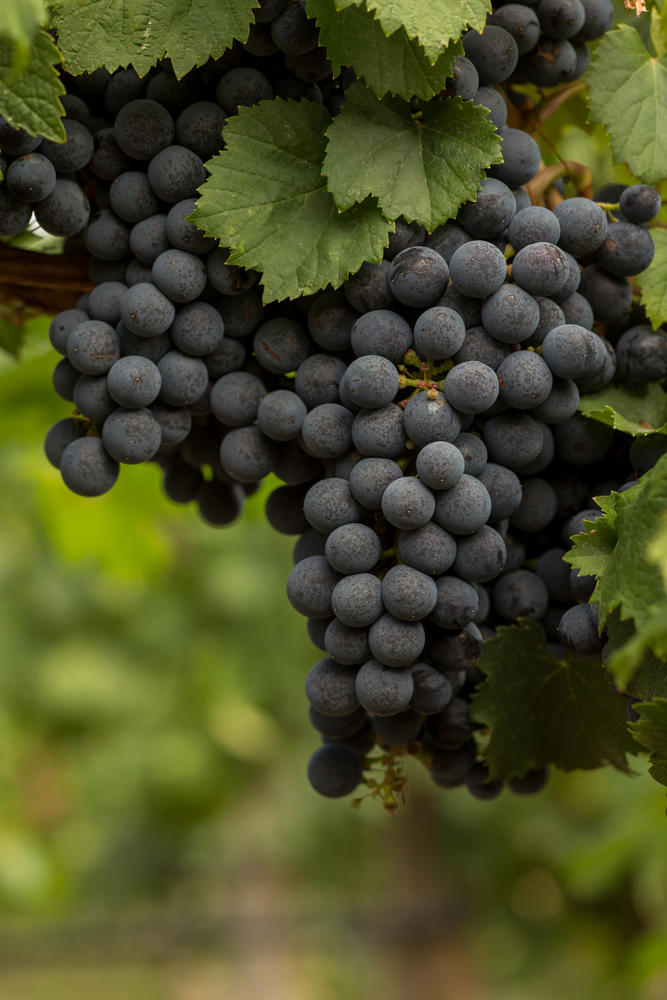 Grapes_shutterstock_malbec