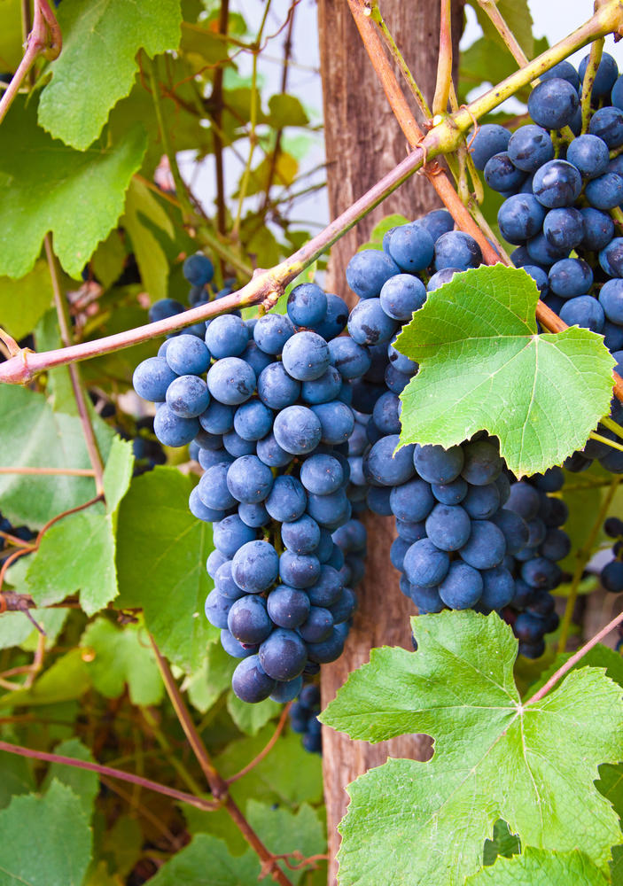 Grapes_shutterstock_merlot