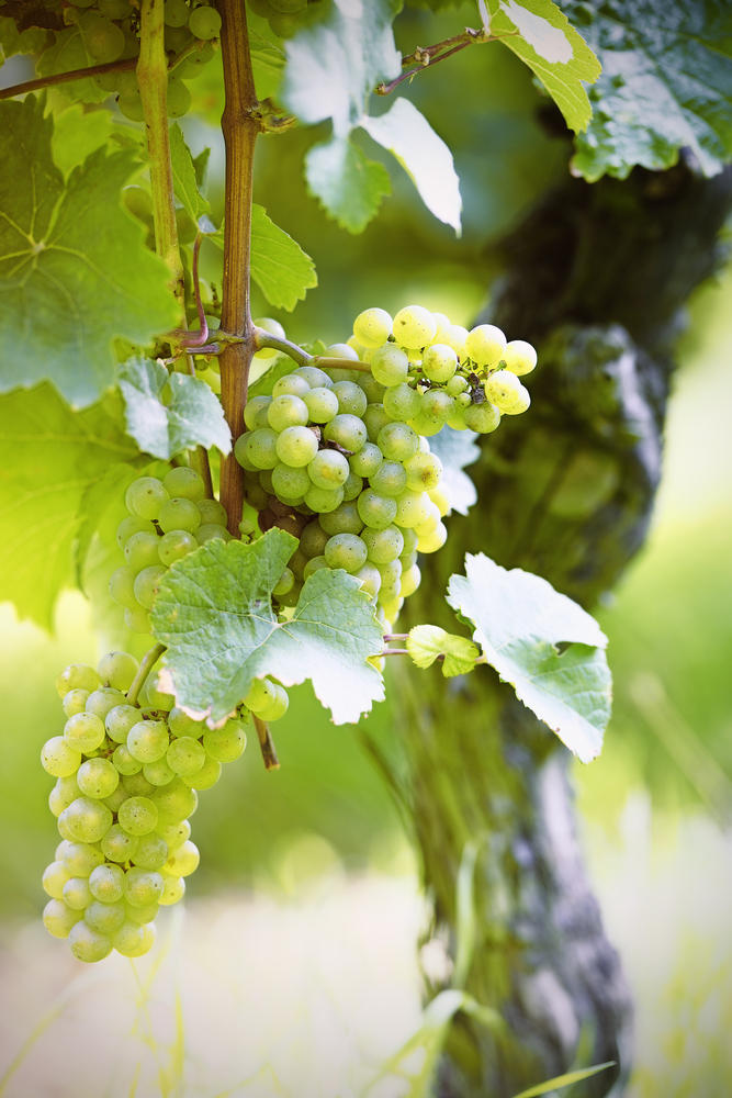 Grapes_shutterstock_riesling