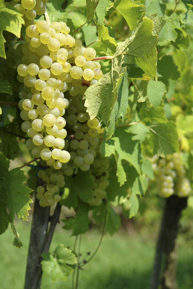 Grapes_shutterstock_sauv-blanc