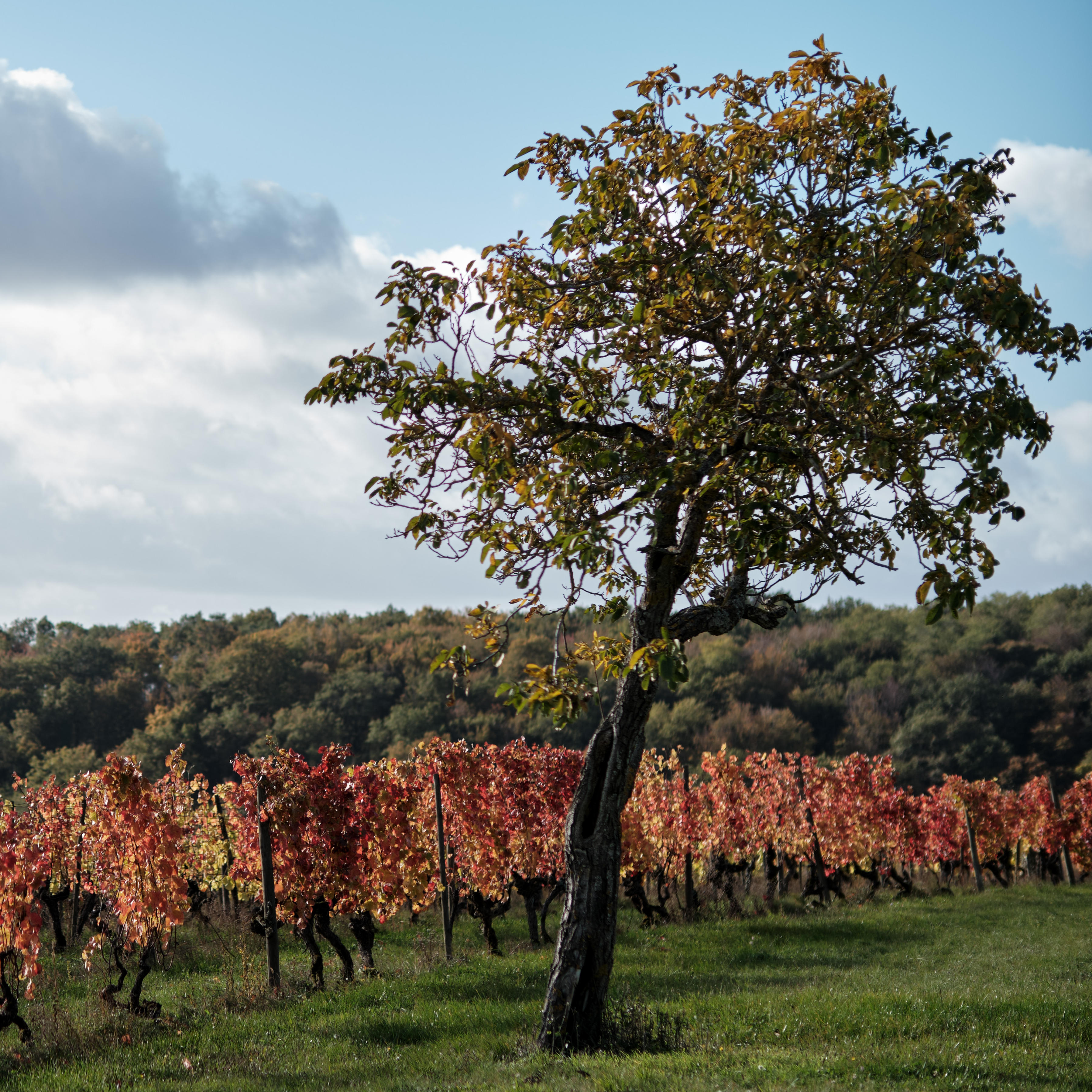 Burgundy 2024 En Primeur: Formats