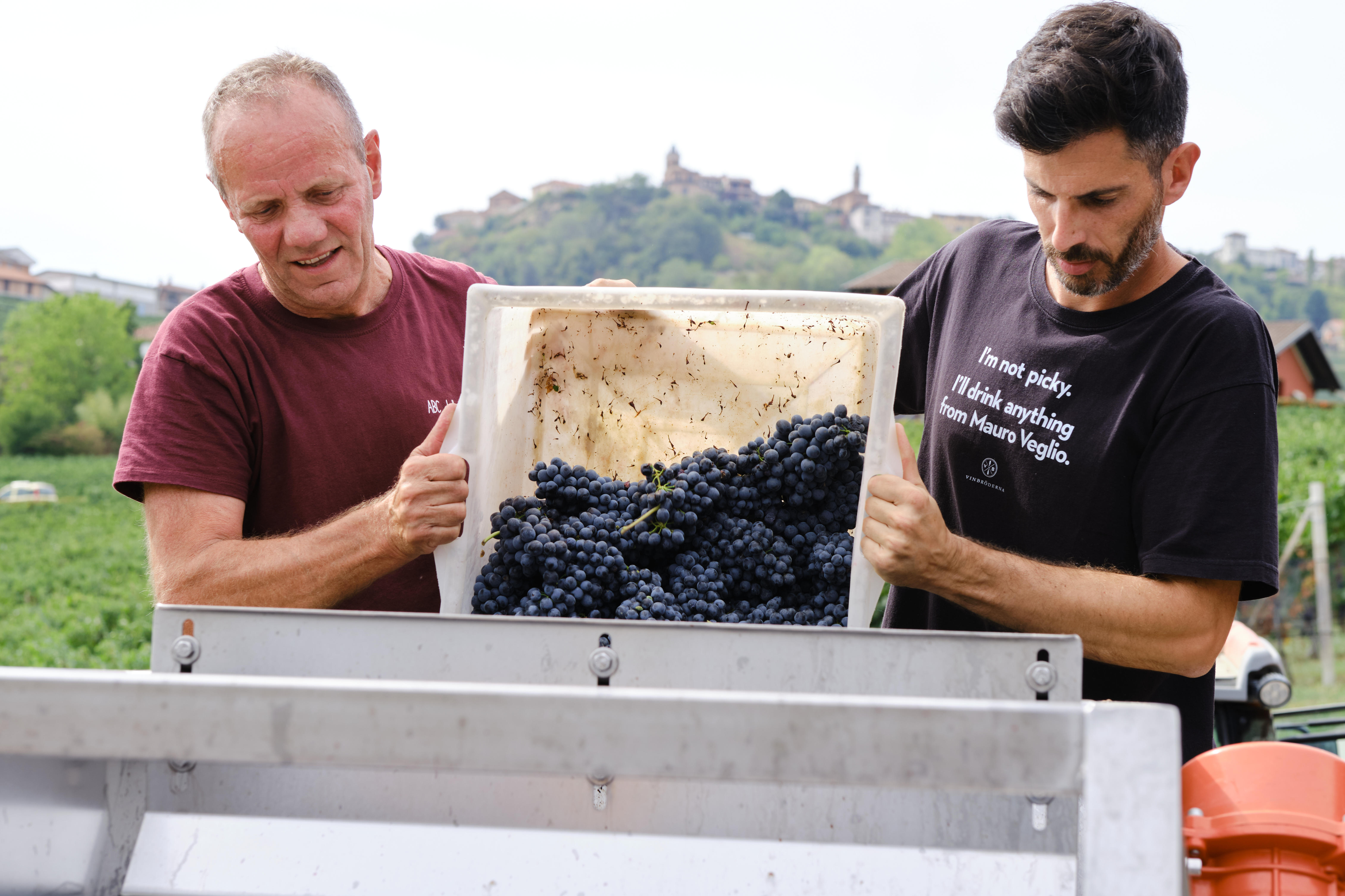 Mauro-Veglio_Owner-Mauro-left-and-winemaker-Alessandro-right-harvest-2_La-Morra_Barolo_Italy_Harvest-2022_Jason-Lowe