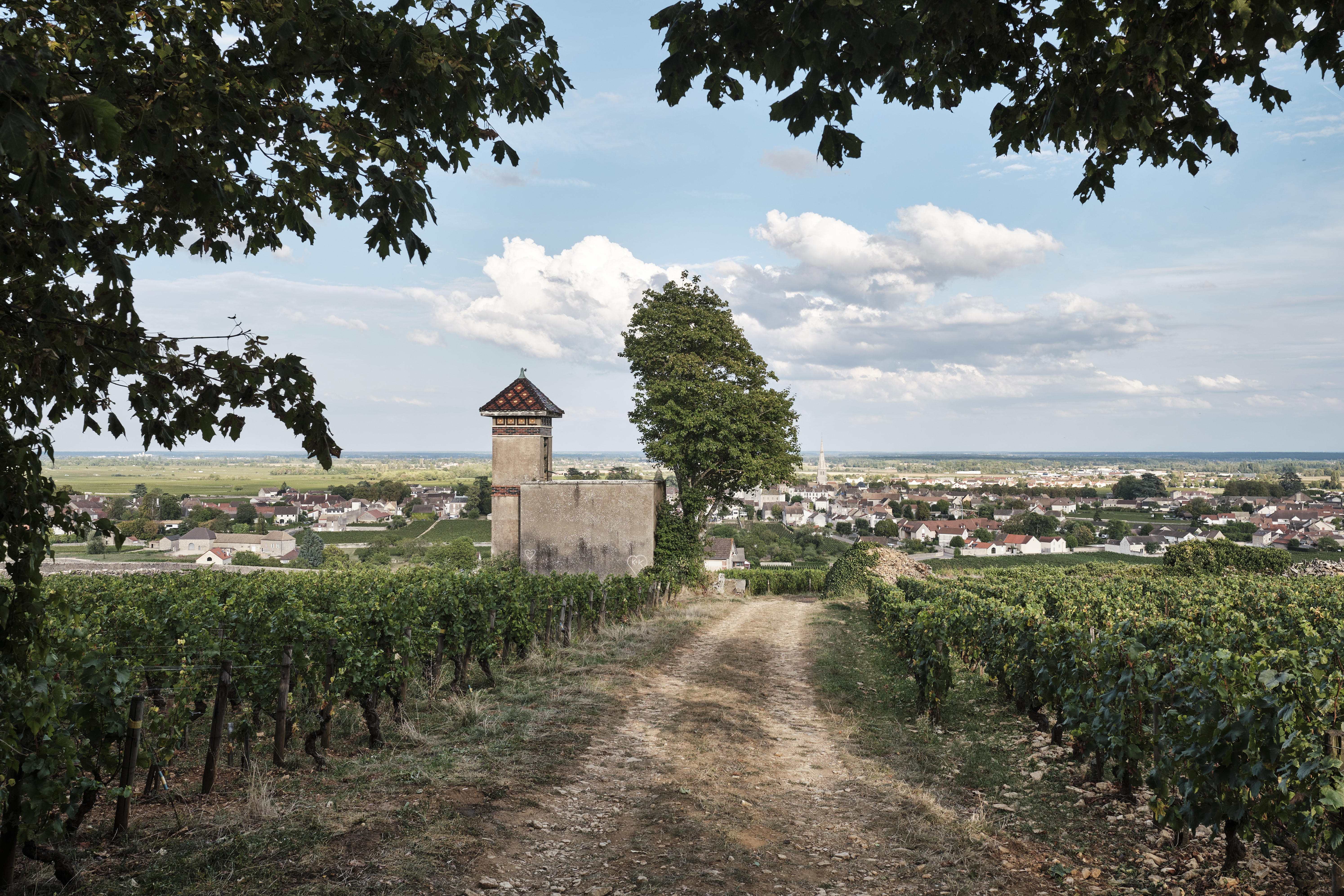 Meursault2_Burgundy-Harvest-2023_Jason-Lowe