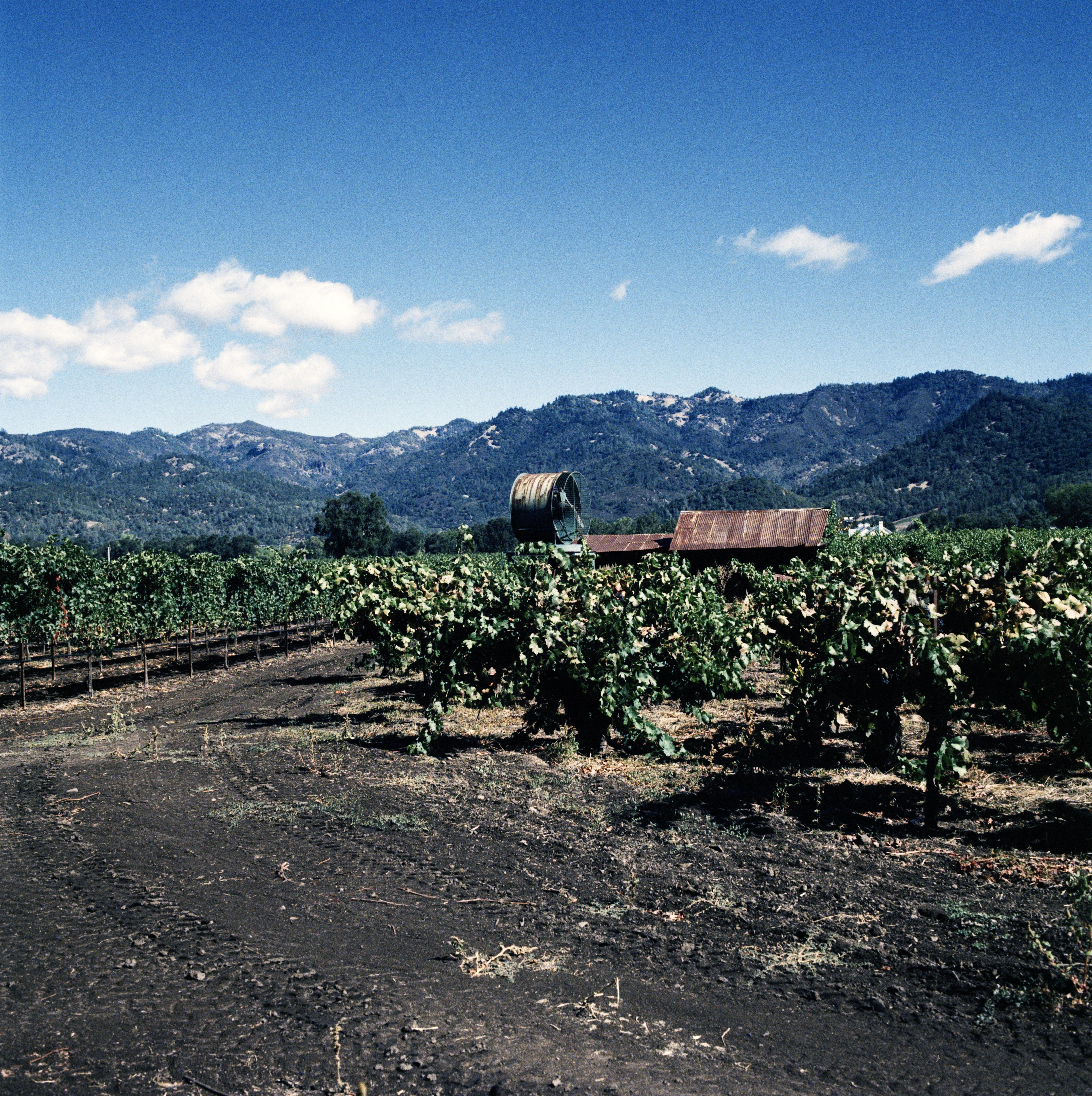 Region_Jason-Lowe_USA_Napa-Valley_15