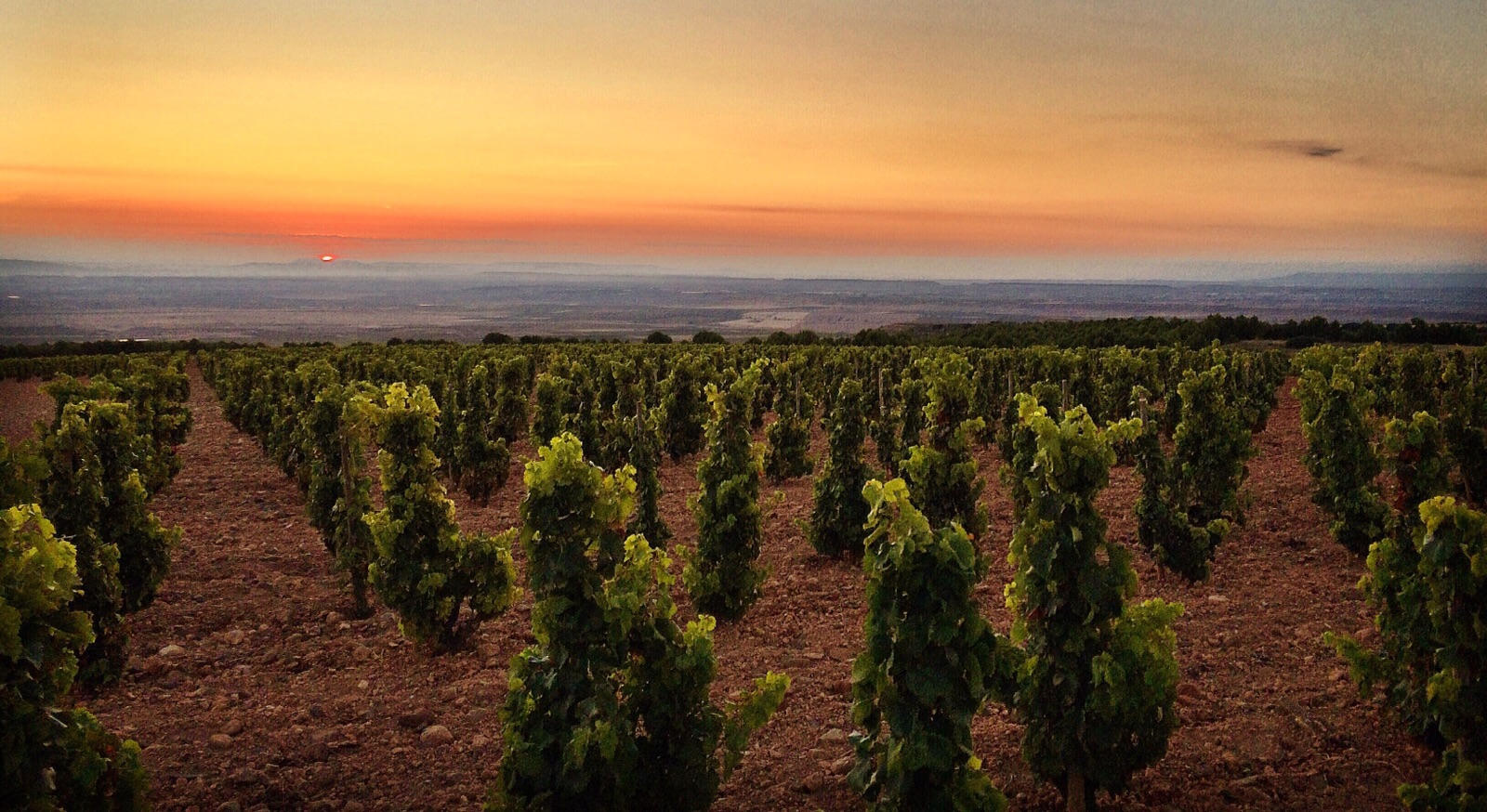 Spain_Bodegas-Palacios-Remondo_Valmira_05