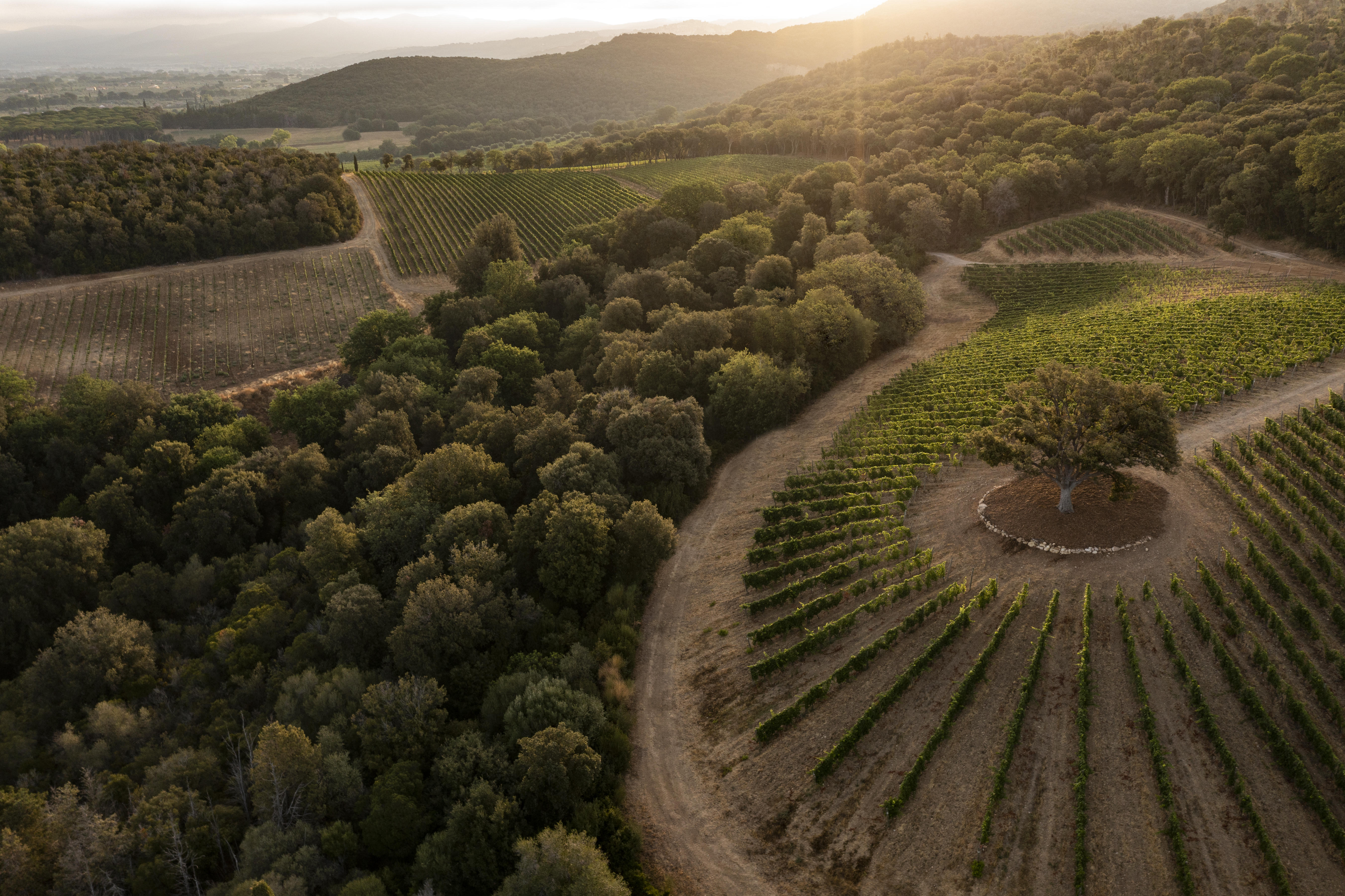 Tenuta-Argentiera_producer-image-of-vineyard_0132
