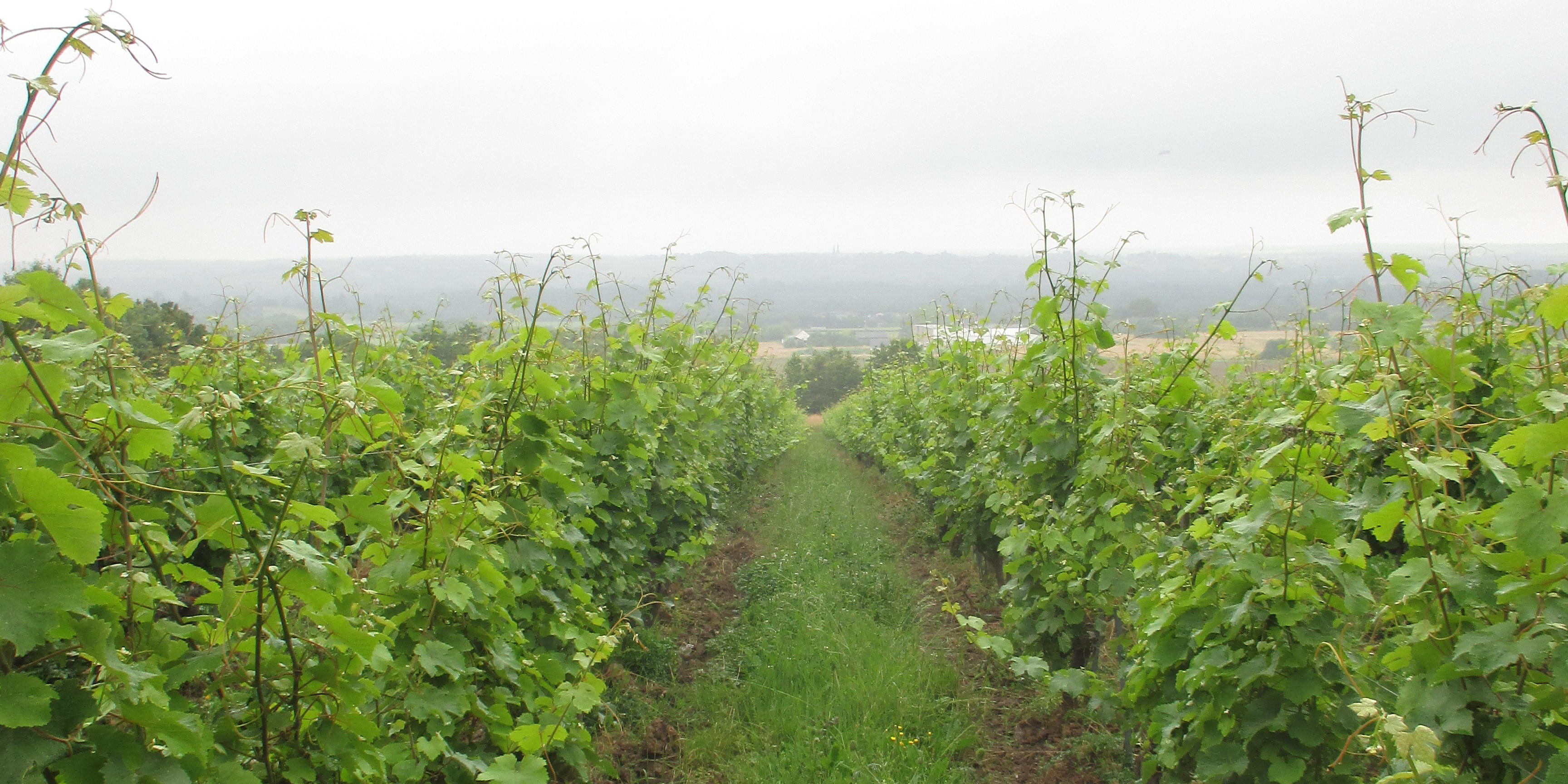 Vines-at-Terra-Vita-Vinum_Anjou-Saumur_Loire-2024_Chris-Hanssen_4-2