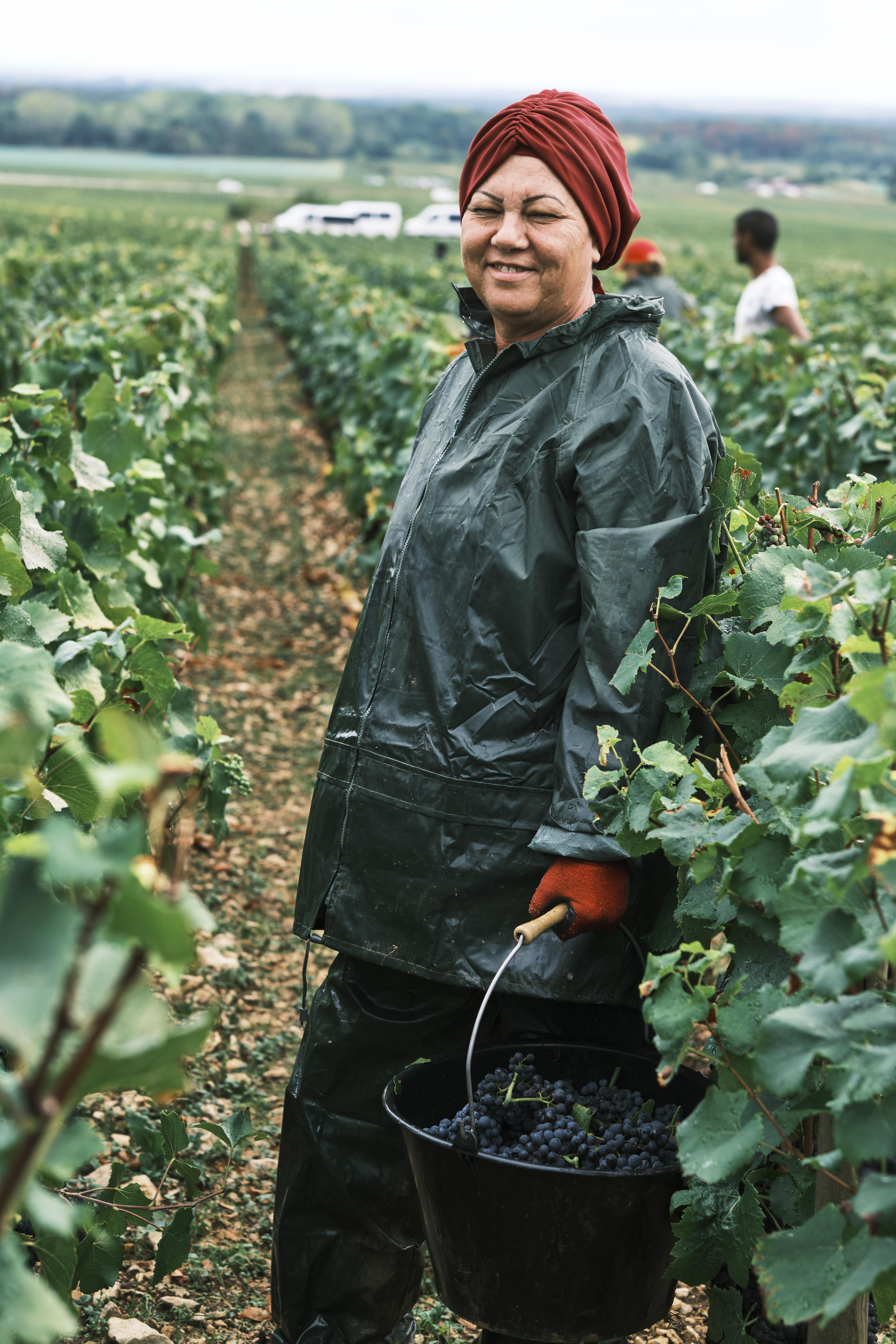 Worker-in-the-vines_Domaine-Faiveley_Nuits-St-Georges35_Burgundy-2023_Jason-Lowe