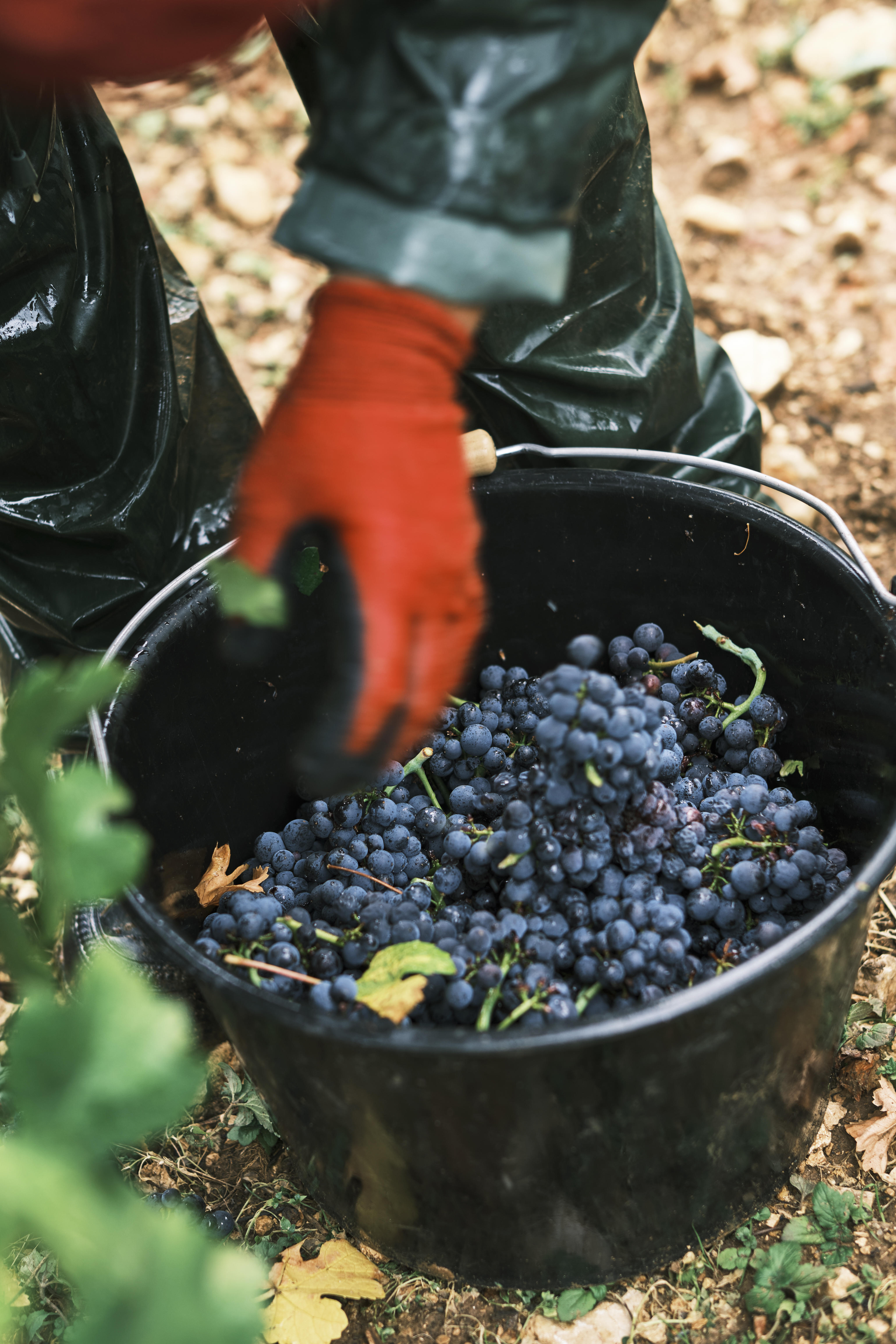 Worker-in-vines-grapes_Domaine-Faiveley_Nuits-St-Georges37_Burgundy-2023_Jason-Lowe