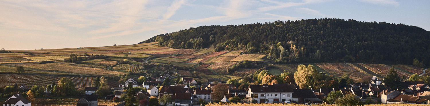 Burgundy 2024 vintage report: Our expert Buyer’s assessment of the new vintage