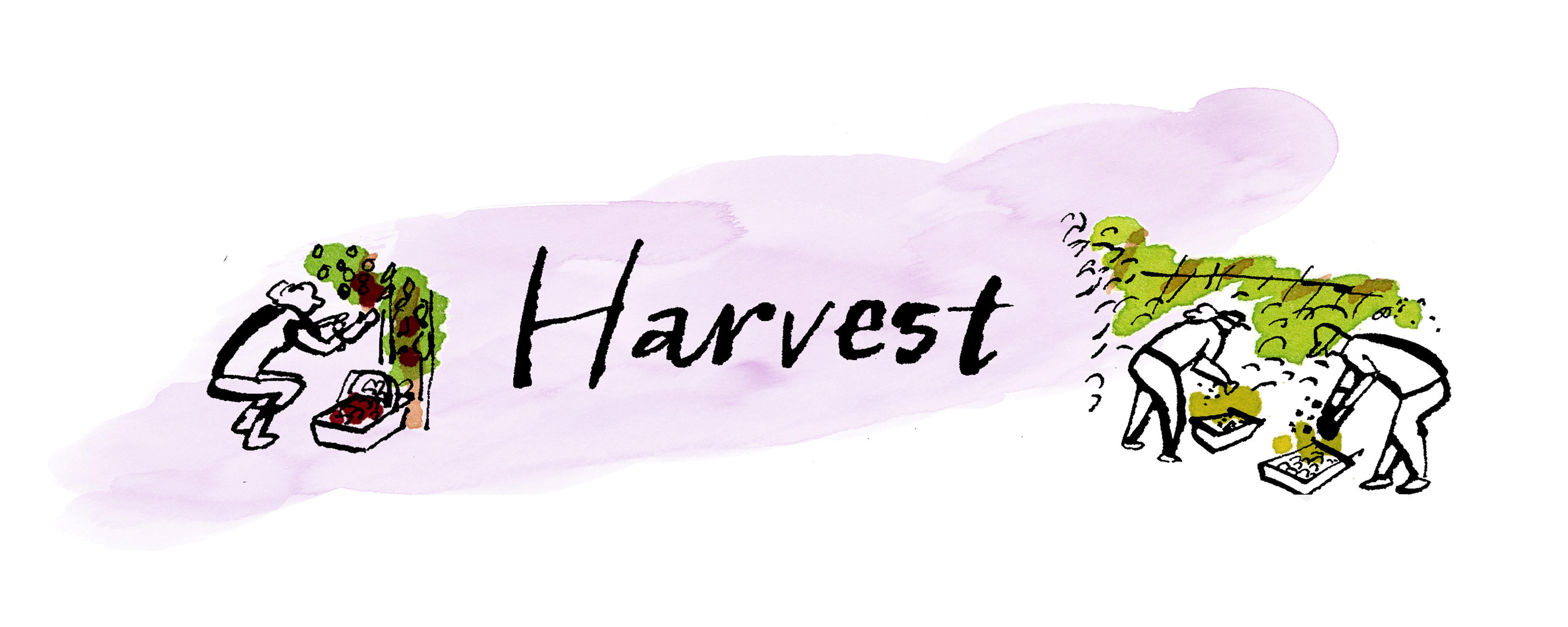 harvest-bdx-2023_mob