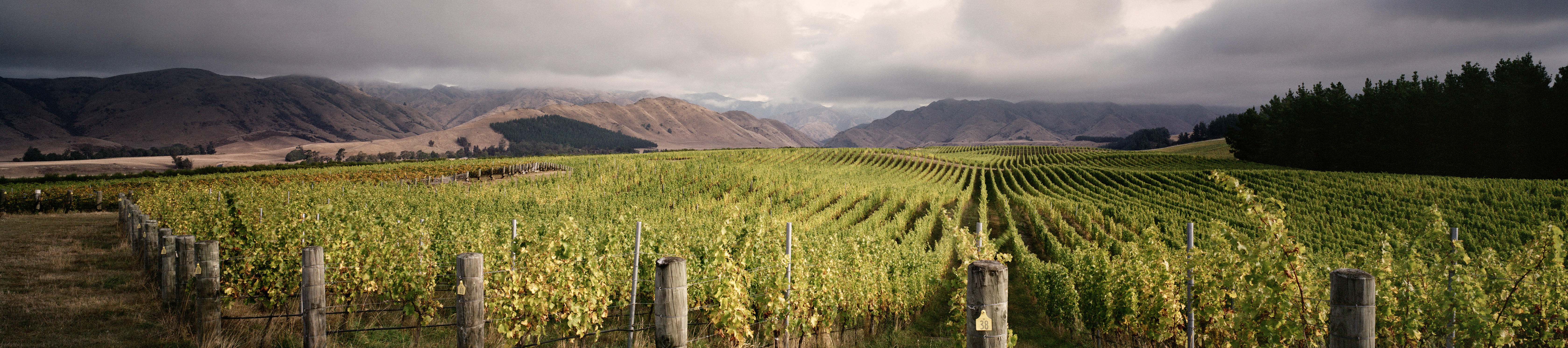 new-world-pinot-noir